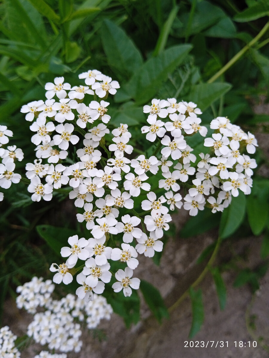 Тысячелистник обыкновенный - Achillea millefolium