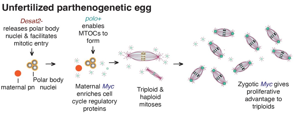 Геном 3 читать. Лукьяненко калеки аудиокнига. Plasmid map. Совершенный геном - архичервь [том 7]. Phaeodactylum tricornutum.