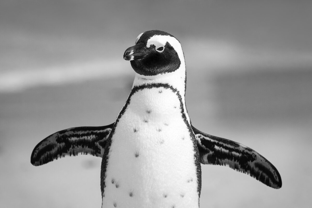 Пингвины кидать. Пингвин. Изображение пингвина. Черный Пингвин. Пингвин черно белый.
