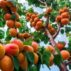 Почему абрикос не цветет: основные причины и рекомендации