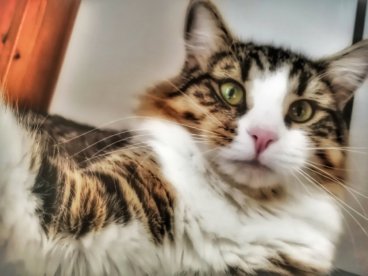 😺🐈😺