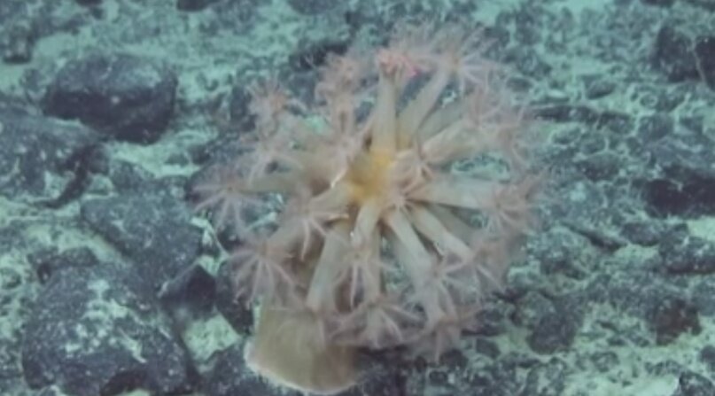 Медуза в Японском море