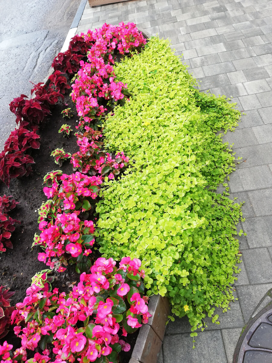 Просто красивая клумба