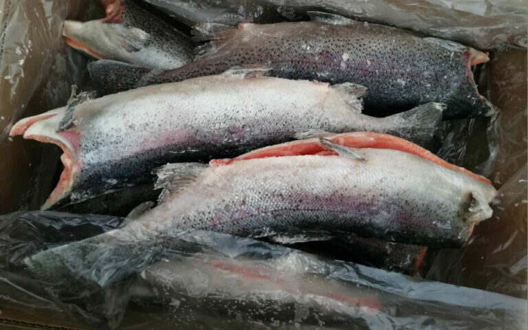    В Оренбуржье пытались незаконно провезти 18 тонн свежемороженой форели из Киргизии Кристина Просвиркина