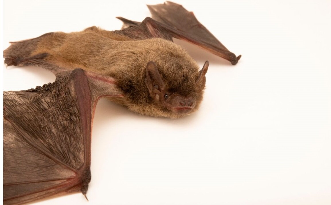 Нетопырь. (с http://klublady.ru)