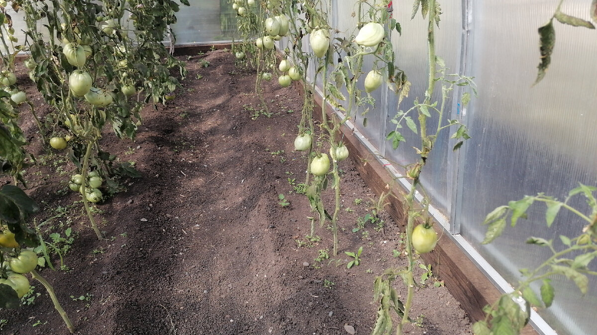 Как после экологической катастрофы