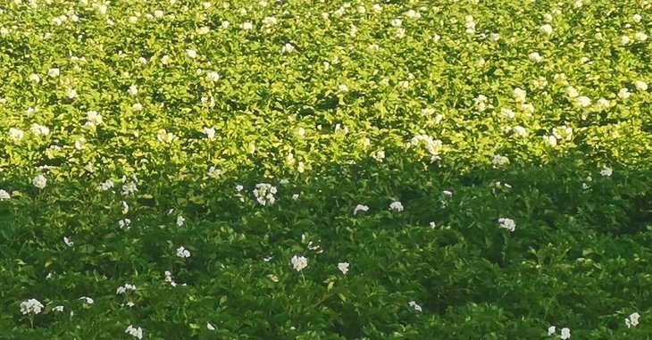    Для селекции картофеля в подмосковном хозяйстве сконструировали лабораторию с имитацией разного климата