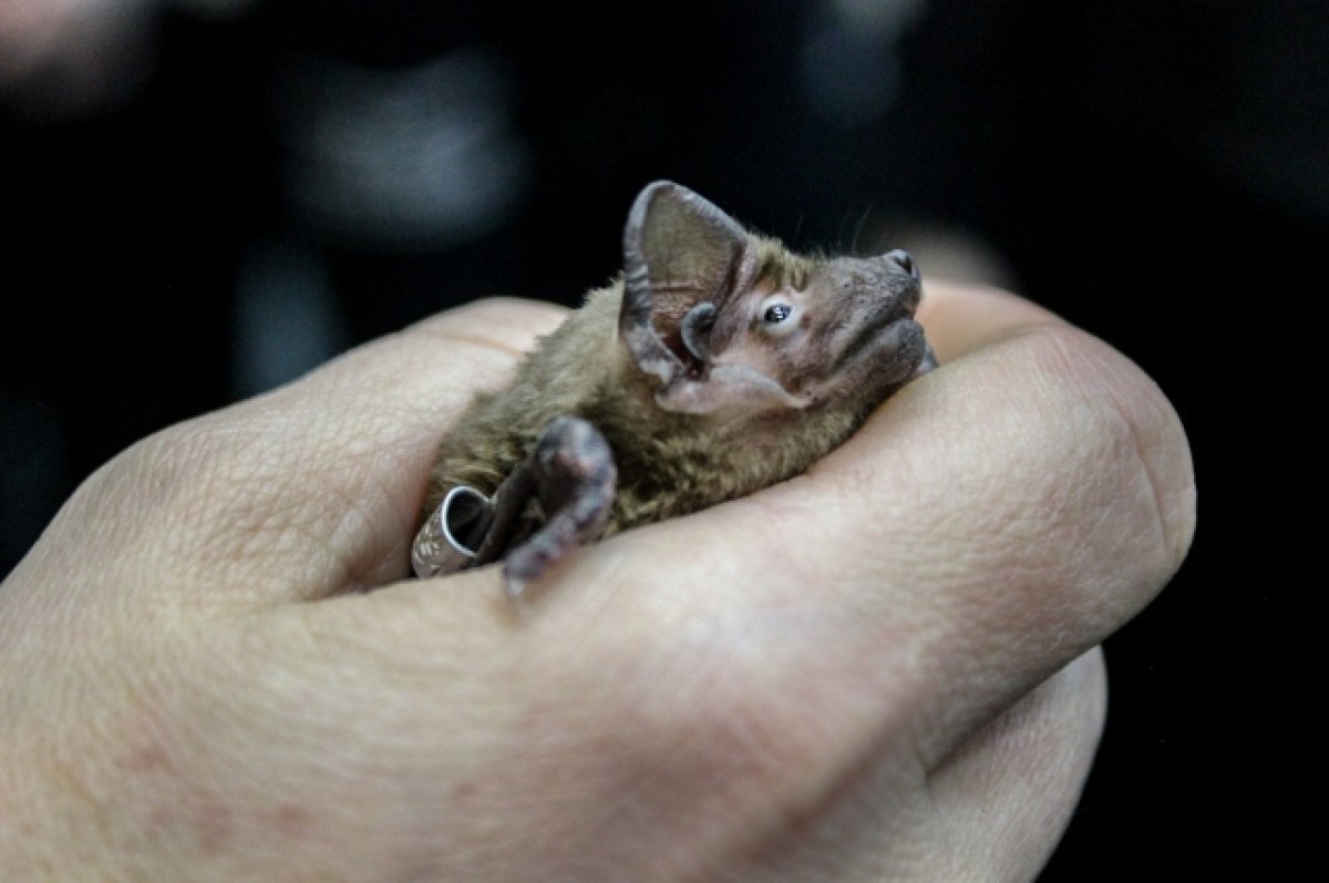    В Новосибирске летучая мышь впала в спячку в квартире