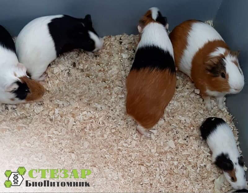 Морские свинки Агути в БиоПитомнике Стезар / Фото с нашего сайта www.biopitomnik.ru