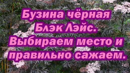 Бузина чёрная Блэк Лэйс. Выбираем место и правильно сажаем.