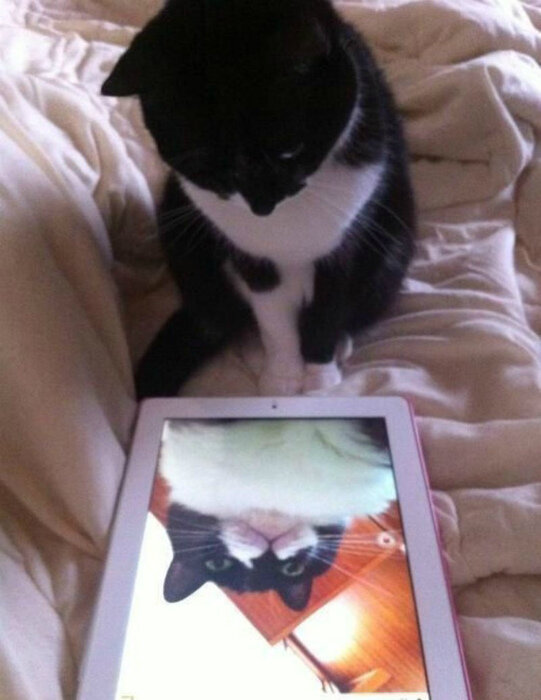 Котики тоже любят фоткать себя)

