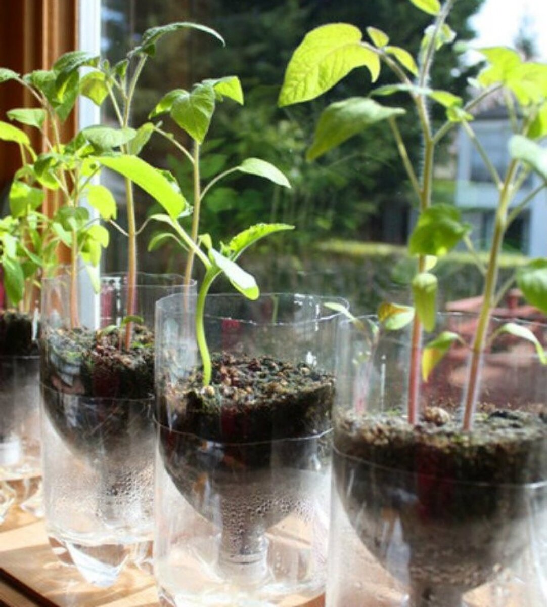 Зимний огород в квартире: как организовать, что посадить и как ухаживать