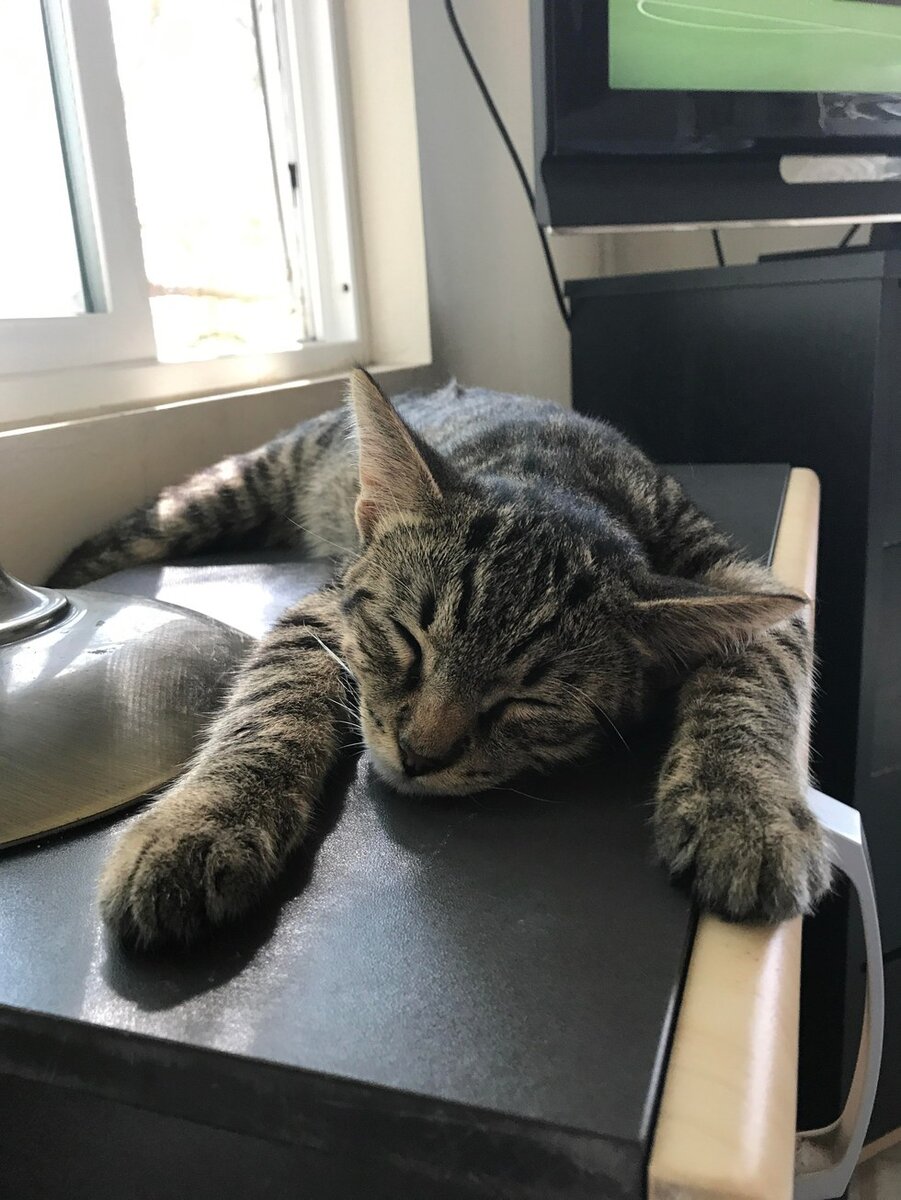 Кот дома. Кот на столе. Дом для котика. Кот ждет
