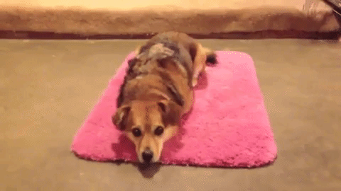 Коврик индуцирует расслабление мышц ног и команда "Сесть" индуцирует промежуточный вариант распределения времени между активностями — поднять переднюю часть туловища 