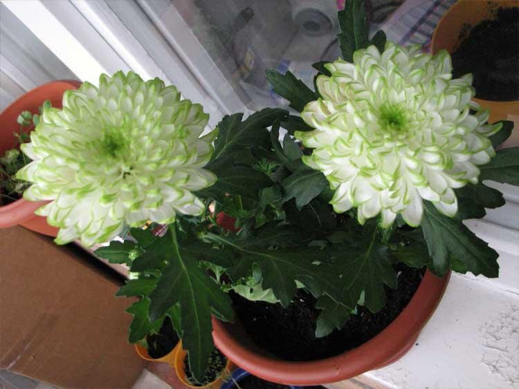 Уход за хризантемой в горшке зимой в домашних условиях