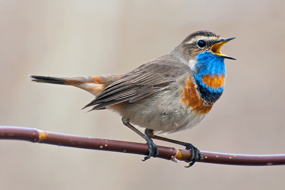 ВАРАКУШКА (Luscinia svecica)