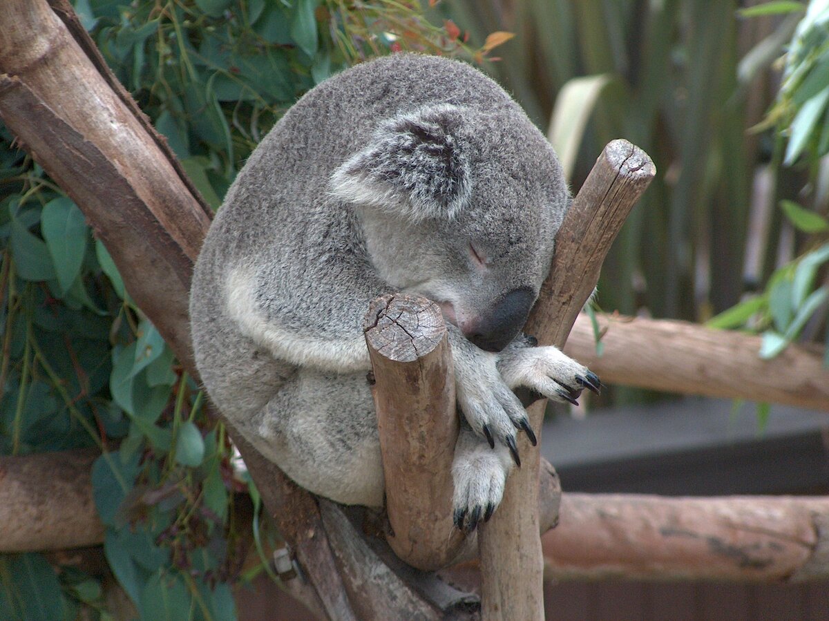 Животные Австралии коала. Эндемики Австралии коала. Коала на дереве.