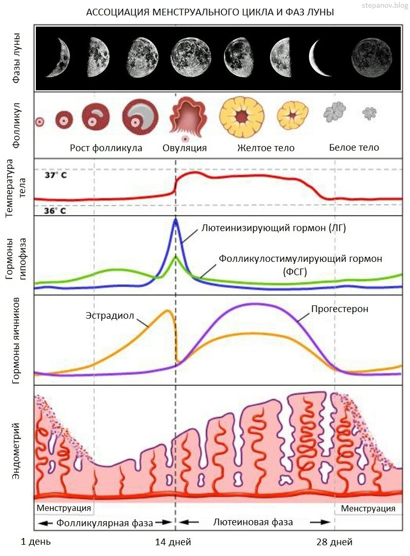 Увеличение овуляции. Фазы менструационного цикла и гормоны. Гормоны по фазам менструационного цикла. Схема гормонов в менструальном цикле. Уровни гормонов в разные фазы менструального цикла.