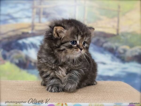 Британская длинношерстная кошечка Xаврошечка