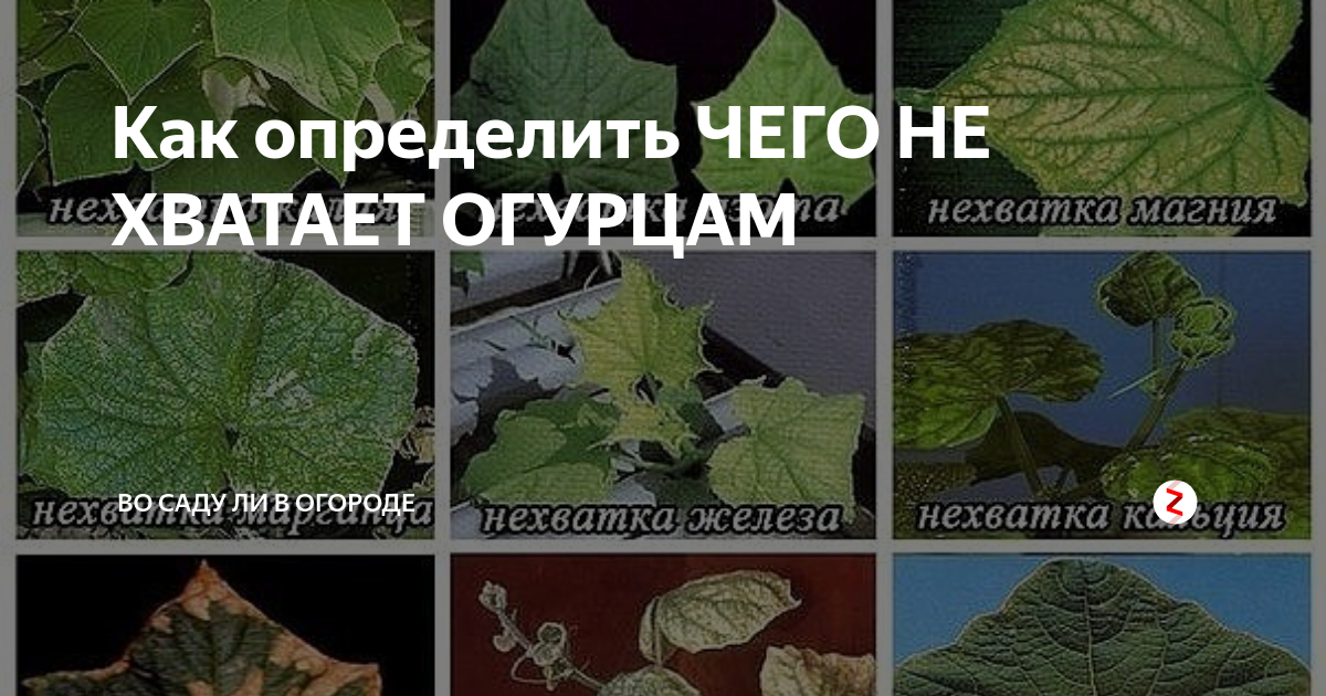 Нехватка магния огурцам фото. Недостаток микроэлементов у огурцов. Недостаток железа у огурцов. Недостаток элемента по листьям огурца. Дефицит микроэлементов у огурцов.