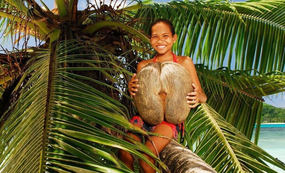 фрукты сейшельских островов названия