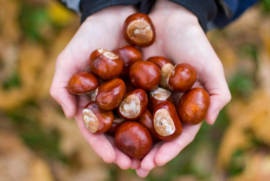 Где используют каштаны. Каштановые орехи съедобные. Где используют каштаны. Где используют каштаны. Каштановые орехи съедобные.