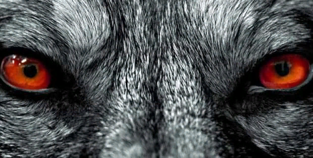 изображение взято с сайта Alexcitiy. com.ua