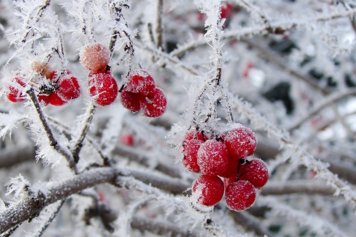 Снег в саду то друг...то враг. Фотография с сайта http://stylishgarden.ru