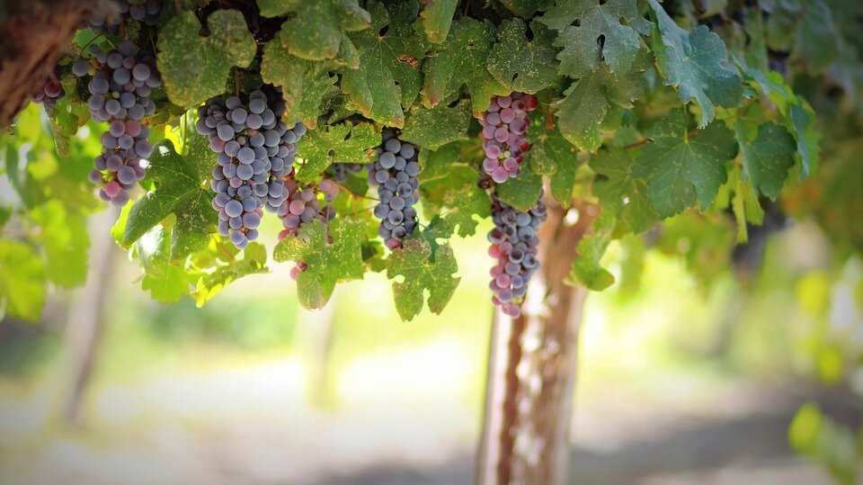 Проращиваем черенки винограда для открытого грунта