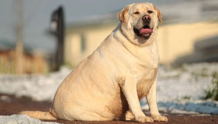 Лабрадор-ретривер - Порода собак - Информация и особенностях | Хиллс