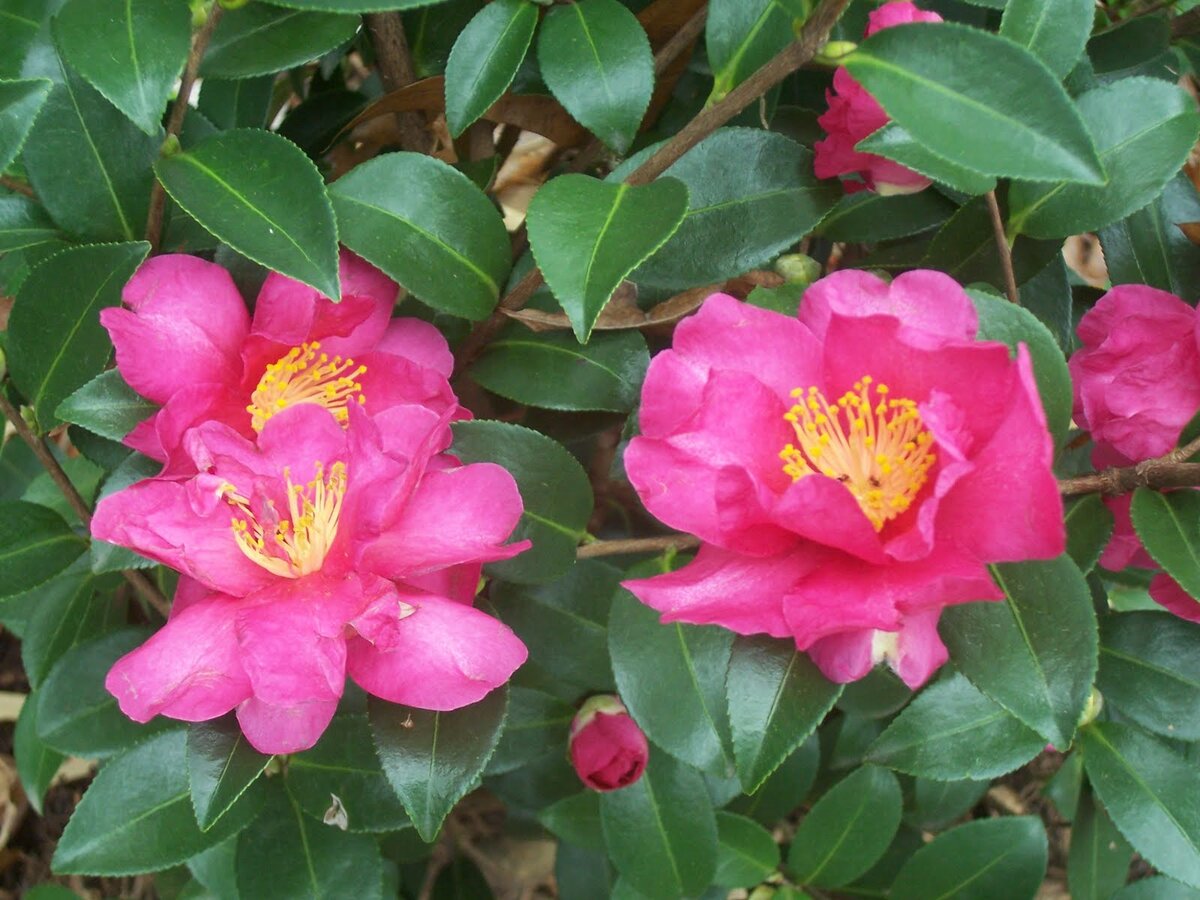 Камелия горная