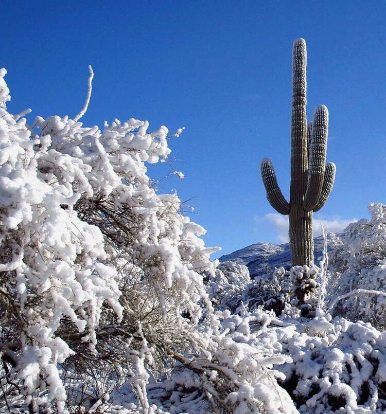 правильный полив кактуса. опунция кактус зимовка. кактус опунция зимовка на улице. кактусы под снегом. аризона кактусы.