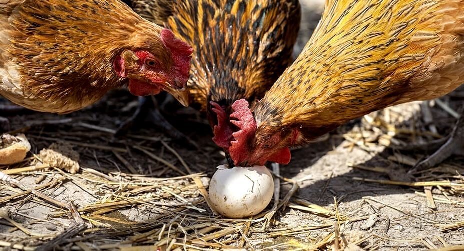 Porque las gallinas ponen huevos