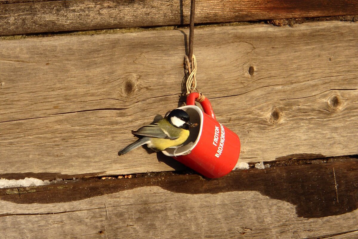 Кормушка из кружки.