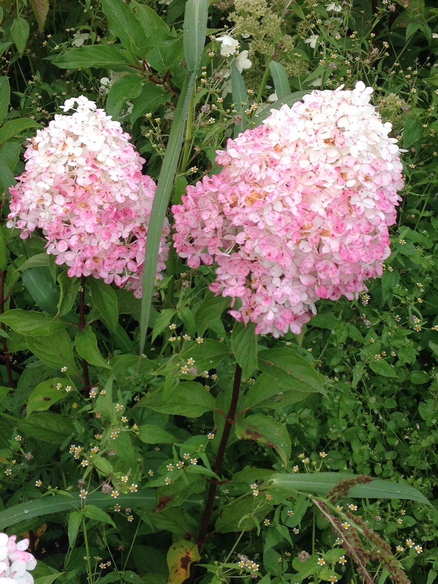 нежные розовые соцветия гортензии в саду