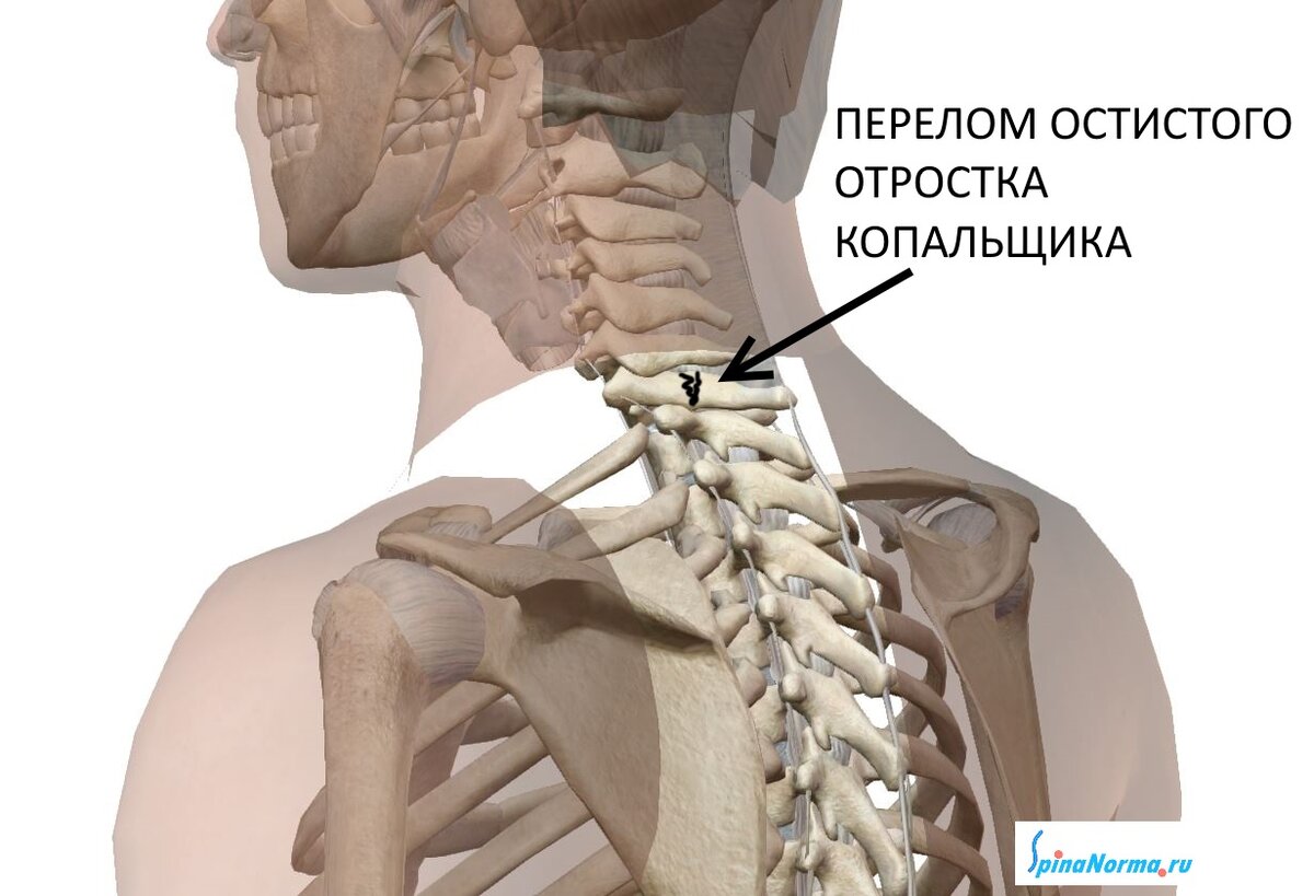 Отростки шейного отдела позвоночника