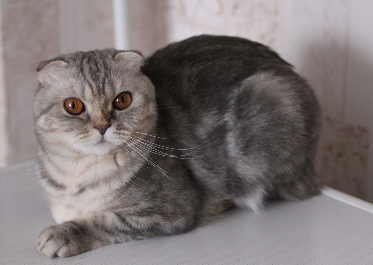 Шотландская вислоухая кошка 