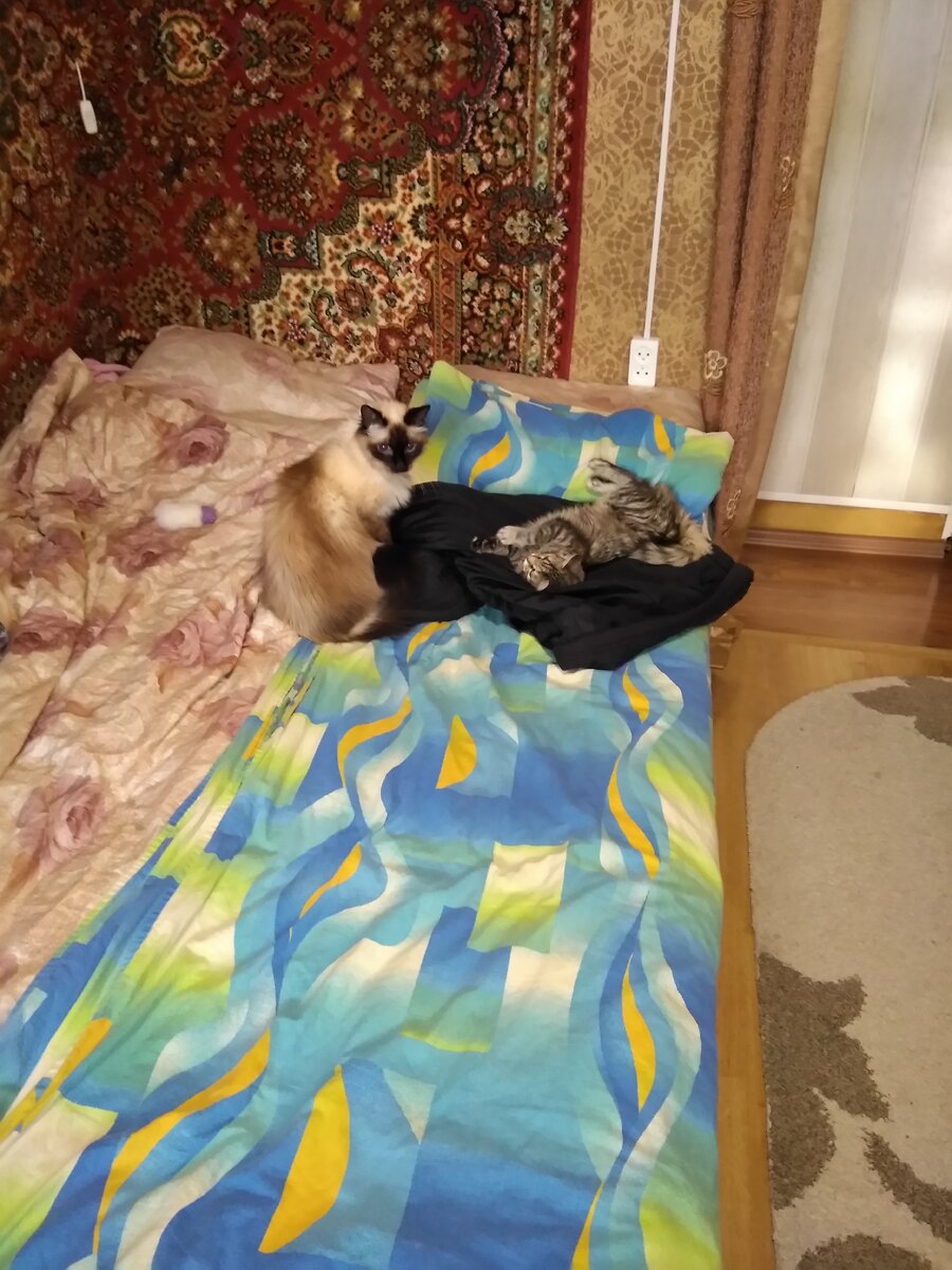 что-то поёт коту