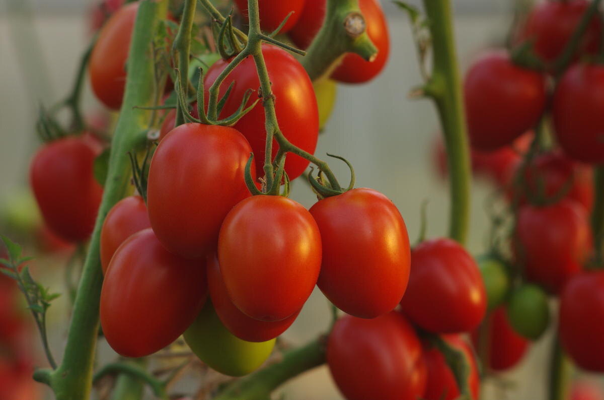 Раннеспелый индетерминантный гибрид 'Покрасневшая невеста F1' 
