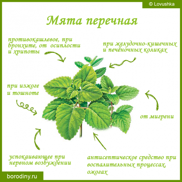 Мята перечная анализ. Мята перечная анализ. Мята перечная состав. Мята перечная анализ. Мята перечная опушение.