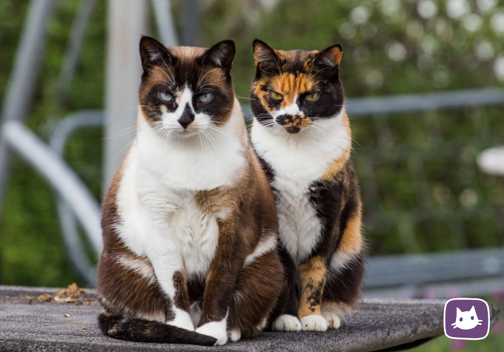 Три пестрой. Трёхцветная кошка. Необычные кошки. Котики трехцветные. Трёхцветная кошка порода.
