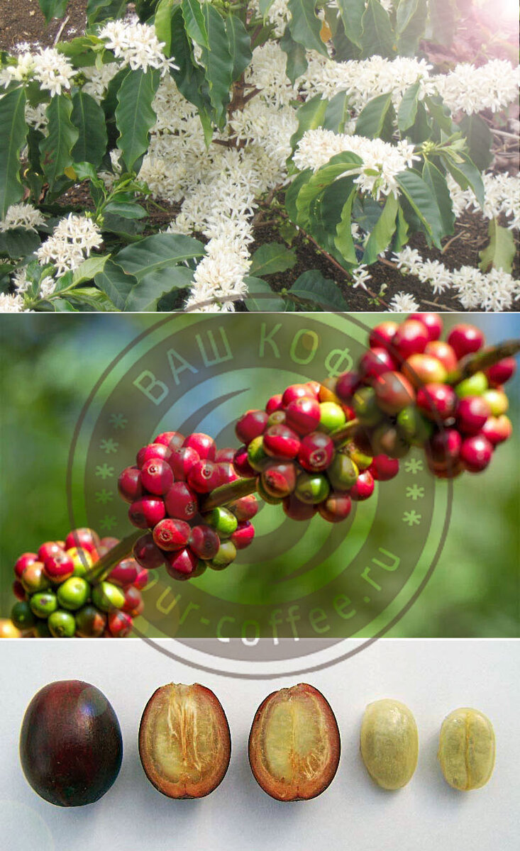 Как выращивают кофейные деревья