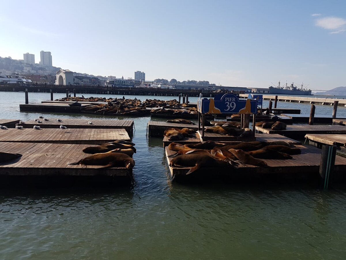 Собственно лучшее, что мы видели в Сан-Франциско в районе Пирса номер 39 :)