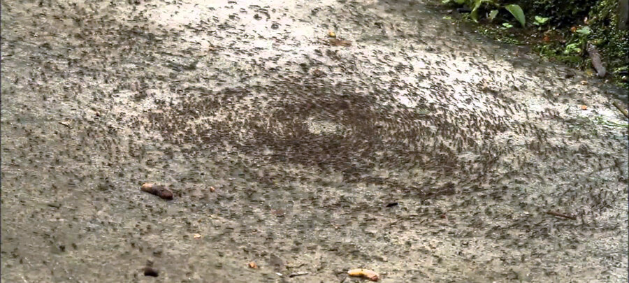  Круг шагающих муравьёв формируется из многих тысяч особей. Почти каждый муравей из этой смертельной воронки  бессмысленно погибнет.