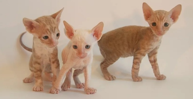Котята Корниш-рекс