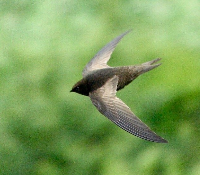 Иглохвостый стриж. Птенец стрижа. Черный стриж отряд. Black swift. Российский нанокомпьютер black swift.