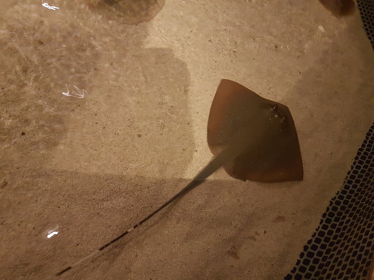 Вот этого малыша можно погладить!