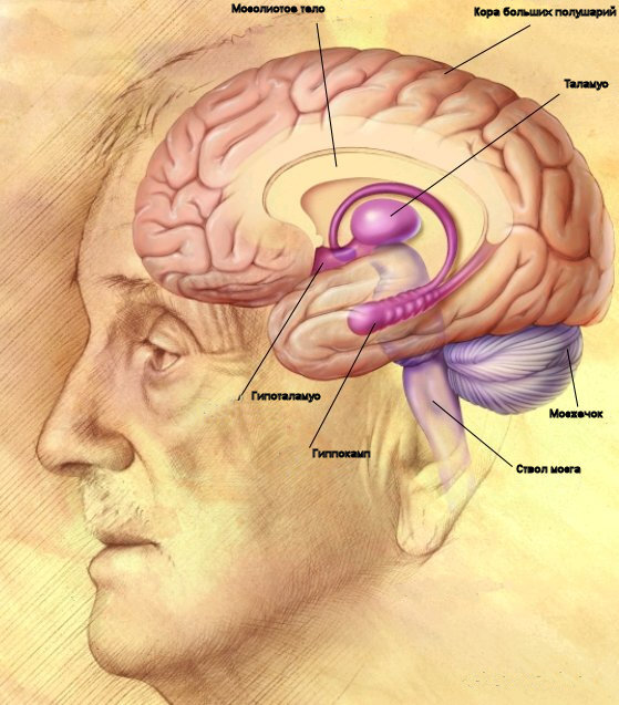 Источник: https://ru.wikipedia.org/wiki/Головной_мозг_человека