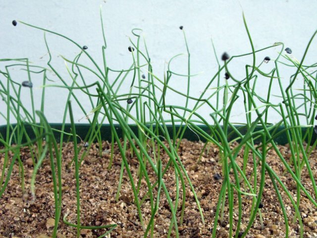 Источник фото: https://www.ogorod.ru/ru/ogorod/cabbage/14528/vyrashhivanie-repchatogo-luka-iz-semyan.htm