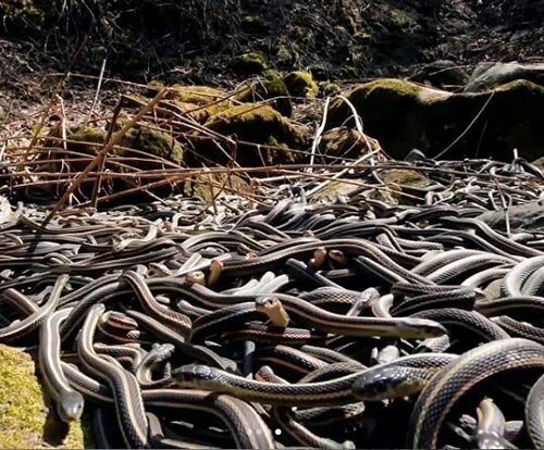 Кеймада-Гранди, около 5 змей на квадратный метр